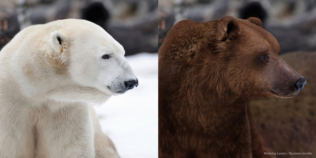 Polar and Grizzly Bear